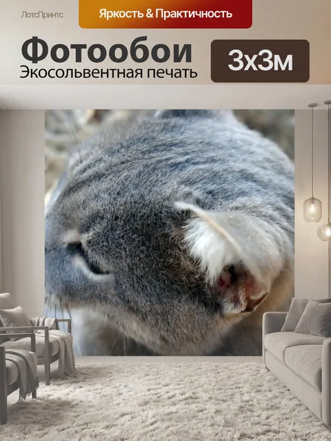Фотообои Кошки крупным планом