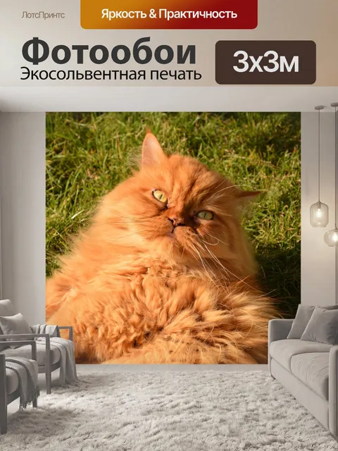 Фотообои Кот