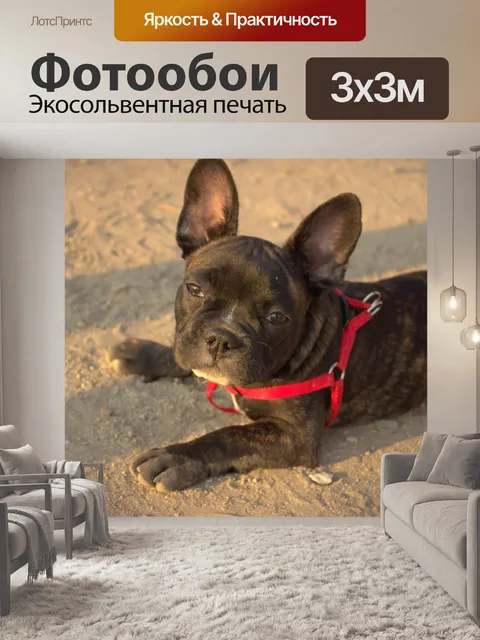 Фотообои Бульдог