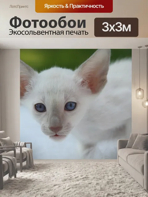 Фотообои Котенок