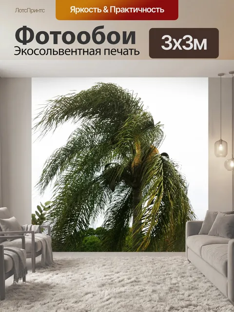 Фотообои Пальма
