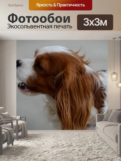 Фотообои Собака
