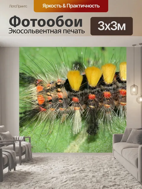 Фотообои Гусеница