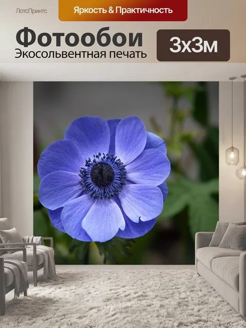 Фотообои Голубой цветок, Anemone Coronaria