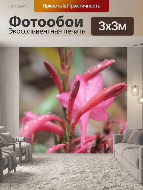 Фотообои Кенгуру лапа