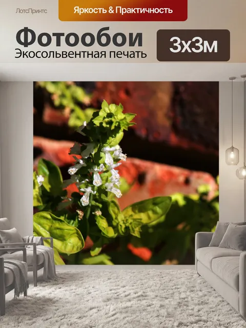 Фотообои белые цветы растения базилика летом