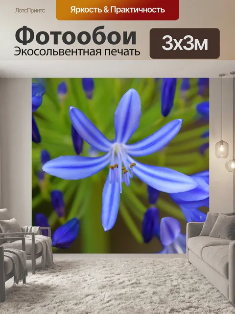 Фотообои Цветок лаванды