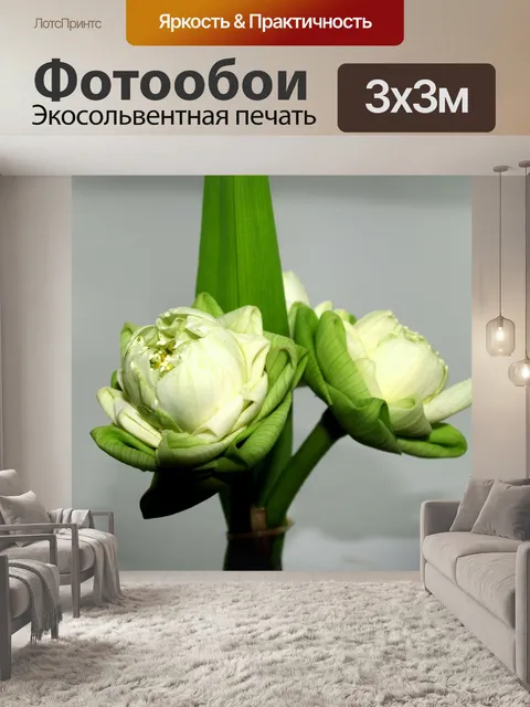Фотообои Цветок белого лотоса