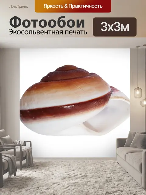 Фотообои Морская ракушка