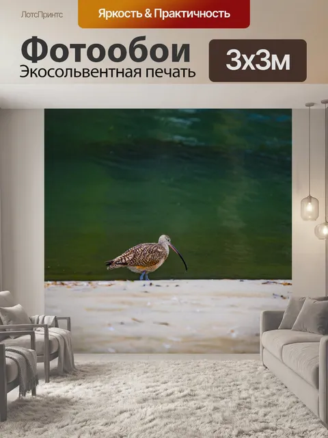 Фотообои Керлью у кромки воды