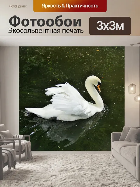 Фотообои Величественный белый лебедь на воде