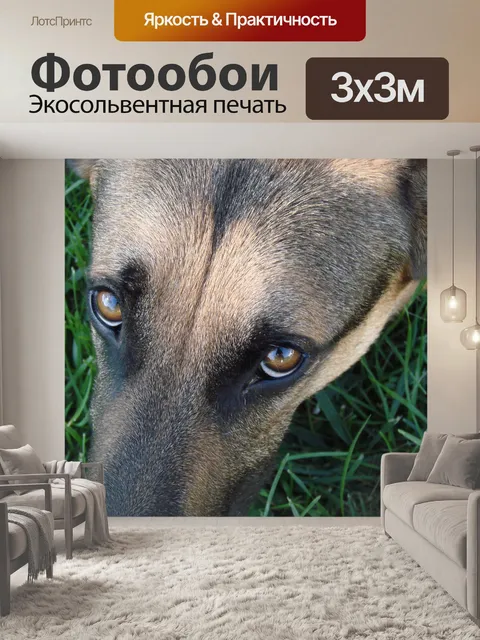 Фотообои К 9 на отдыхе