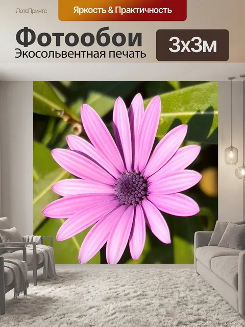 Фотообои Розовая африканская ромашка