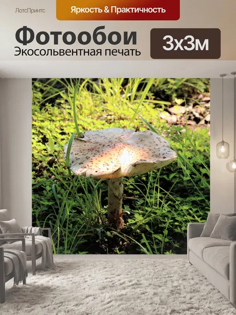 Фотообои Аманита Гриб в тени