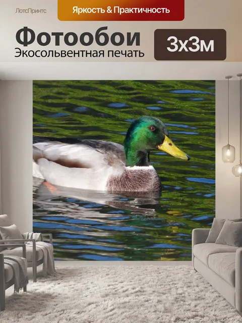 Фотообои Утка
