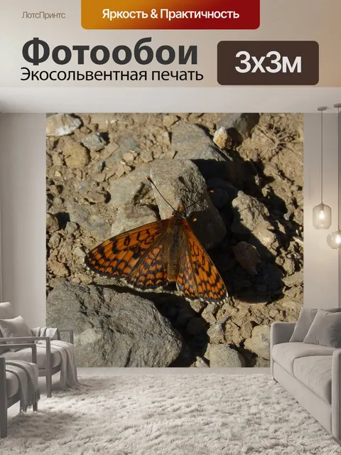 Фотообои Василек шахматная доска