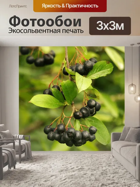 Фотообои Черноплодная рябина
