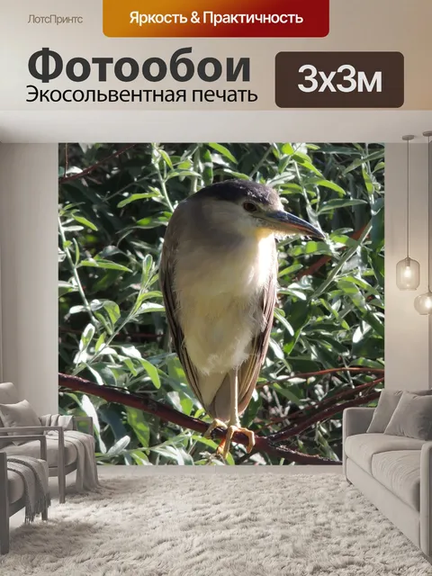Фотообои Увенчанный черной короной