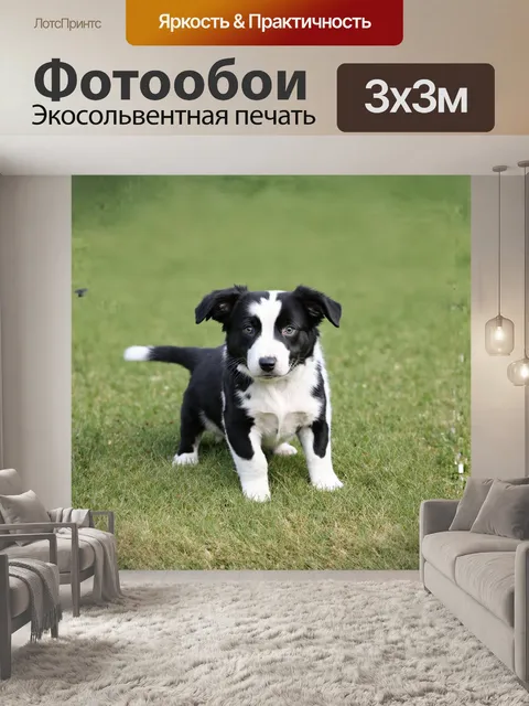 Фотообои **щенок, бордер-колли, пятнистый**