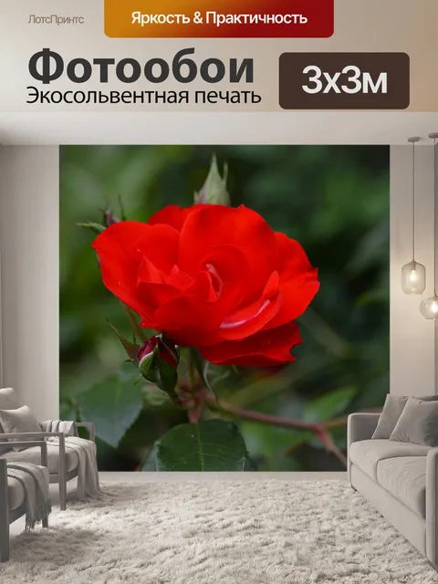 Фотообои Красная роза