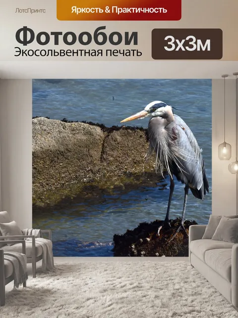 Фотообои Голубая цапля