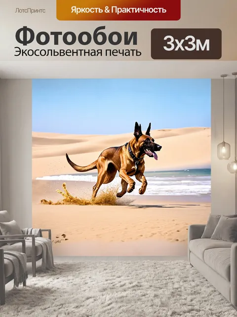 Фотообои бельгийская овчарка малинуа бежит по пляжу