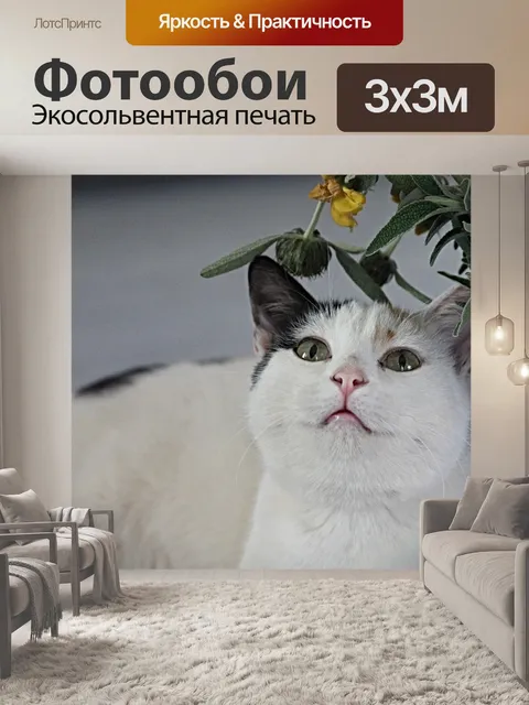 Фотообои Кот