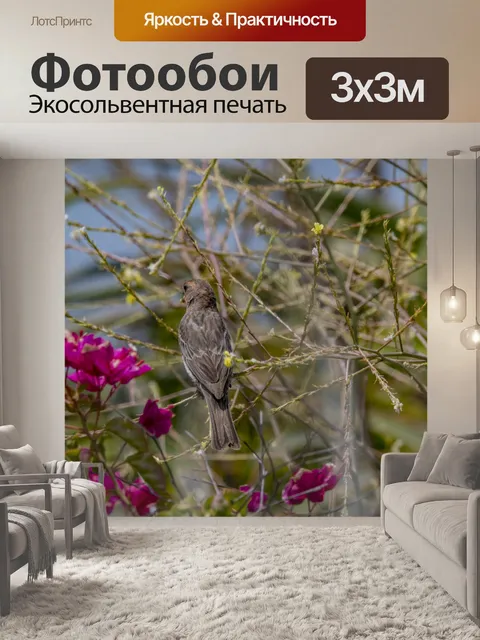 Фотообои зяблик птица