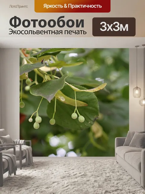 Фотообои Лайм