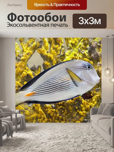 Фотообои Sohal Tang Surgeonfish