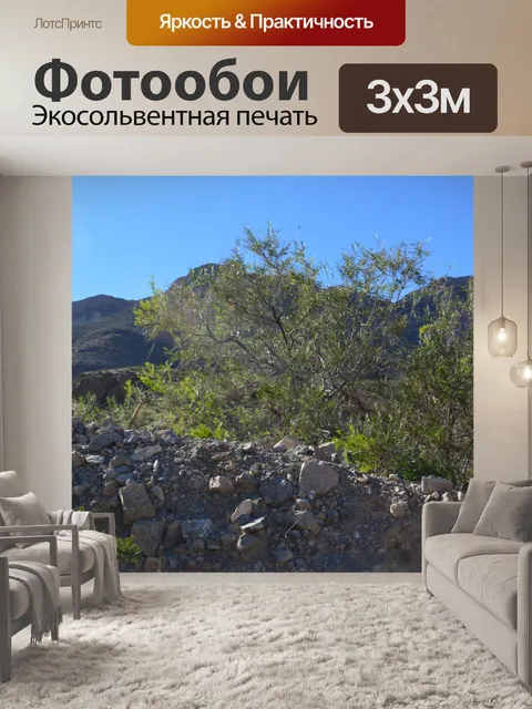 Фотообои Листа дерева Природа Тропа пустыни