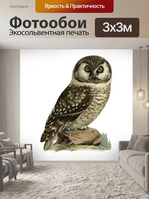 Фотообои Винтажная иллюстрация совы