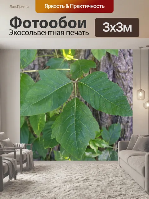 Фотообои Ядовитый дуб