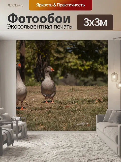 Фотообои Гусиная прогулка