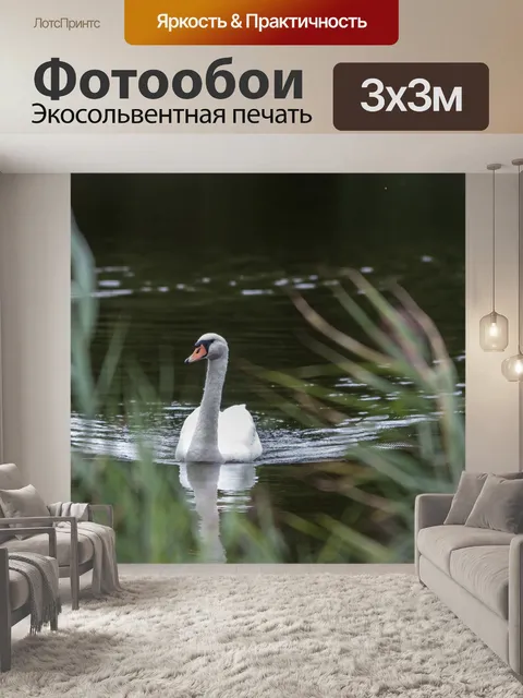 Фотообои Лебедь