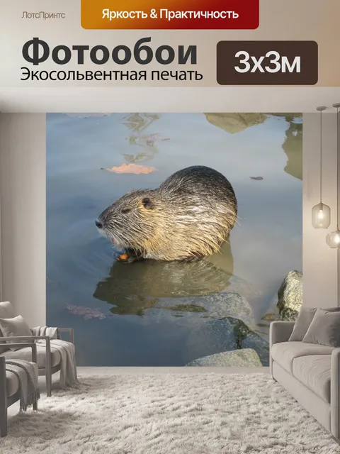 Фотообои Бобр
