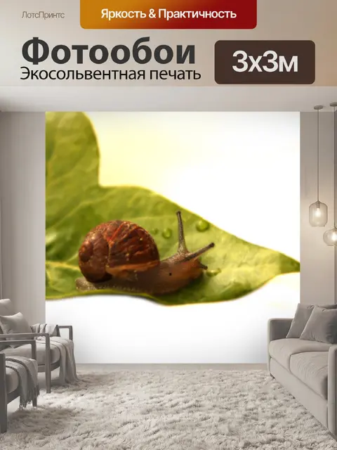 Фотообои Улитка