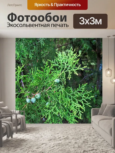 Фотообои кружевной хвойные ветви