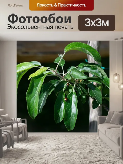 Фотообои Ветвь
