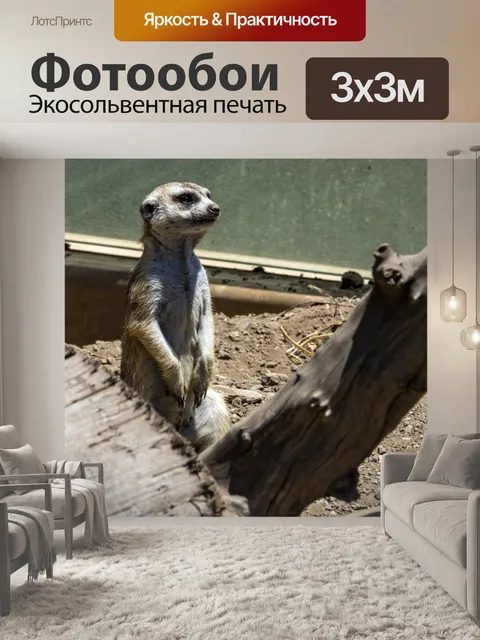 Фотообои Meerkat
