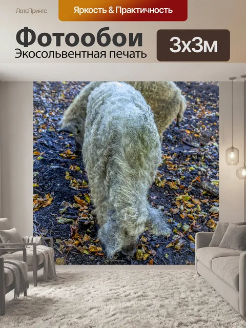 Фотообои Кудрявая свинья