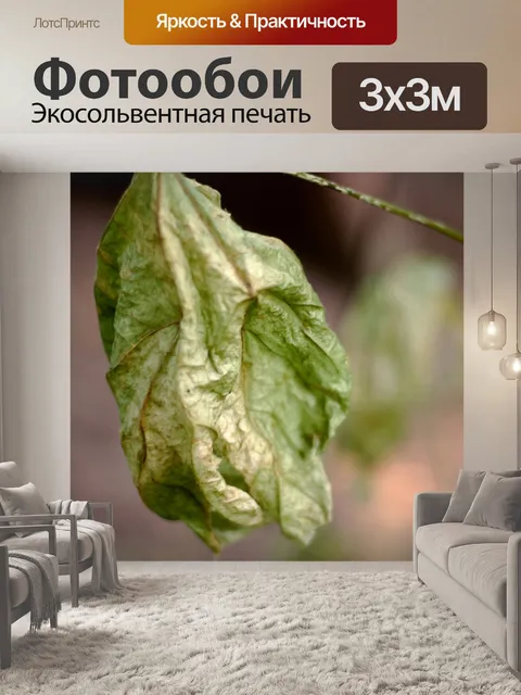 Фотообои Сухой зеленый лист