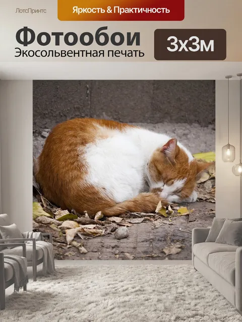 Фотообои Кошка