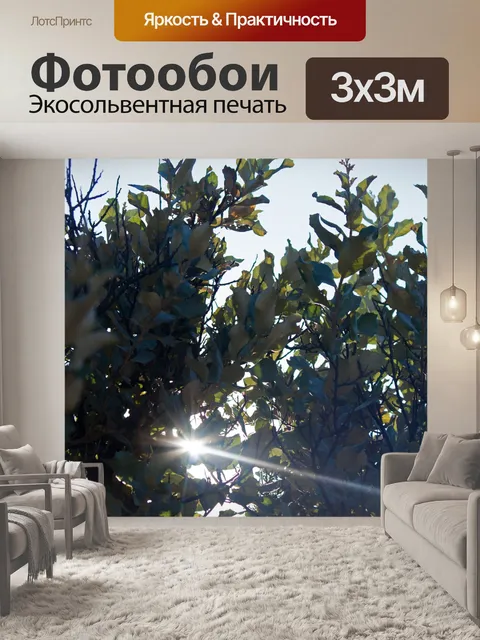 Фотообои солнечные лучи видны сквозь листья