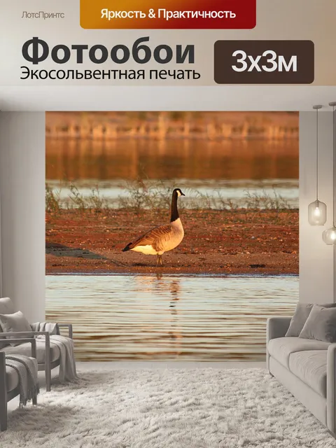 Фотообои Канада Гусь на закате