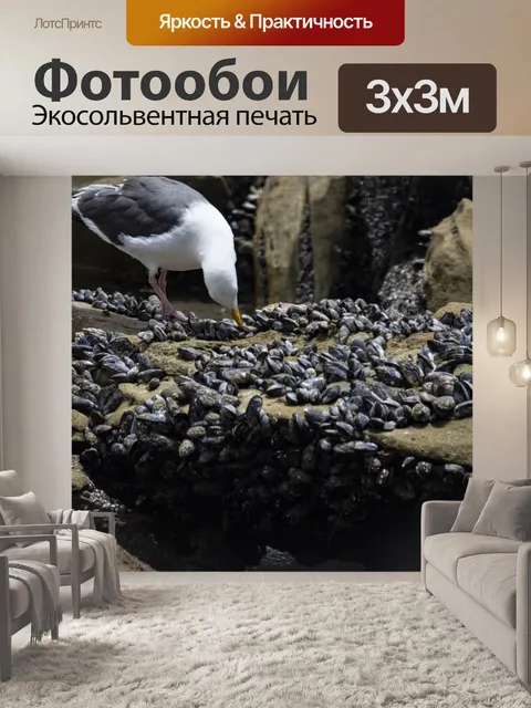 Фотообои чайка