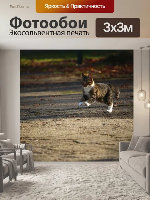 Фотообои Кот