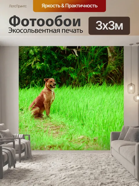 Фотообои Собака