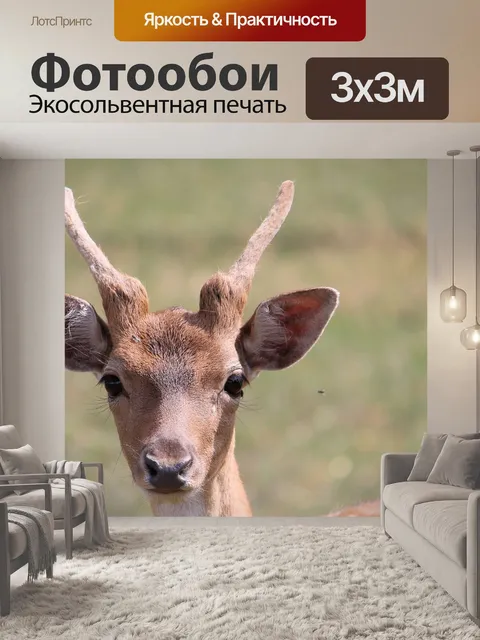 Фотообои Олень