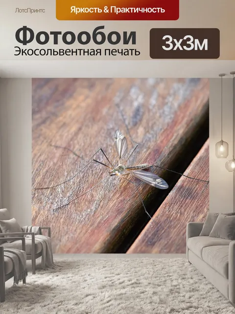 Фотообои Комар